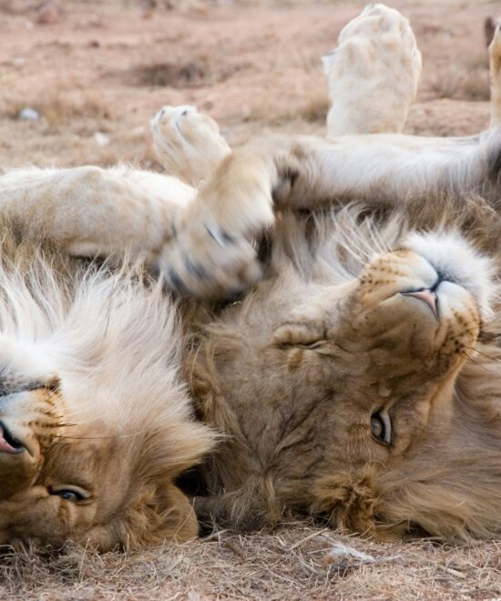 06 Days Kenya Private Safari – Tailored African Adventure