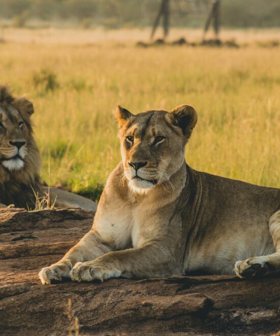 05 DAYS BEST OF KENYA BUDGET GROUP JOINING SAFARI