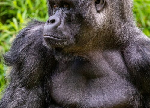 Unforgettable Uganda Gorilla Safari – 3-Day Trek in Bwindi