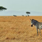 Best Kenya Safaris