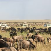 Great Wildebeest Migration