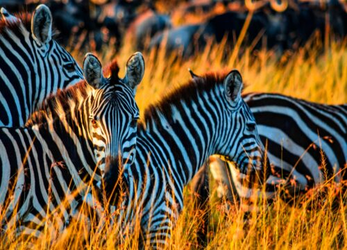 6-Day Best Luxury Tanzania Safari