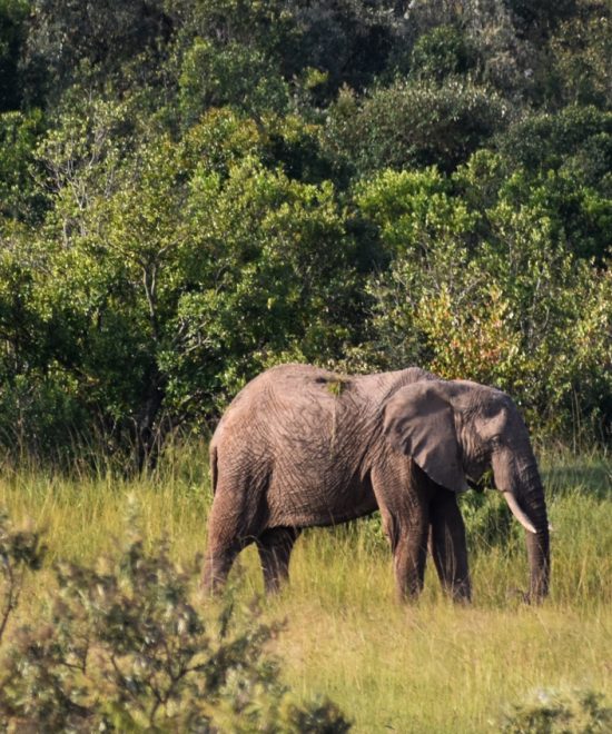 06 DAYS TANZANIA CAMPING SAFARI