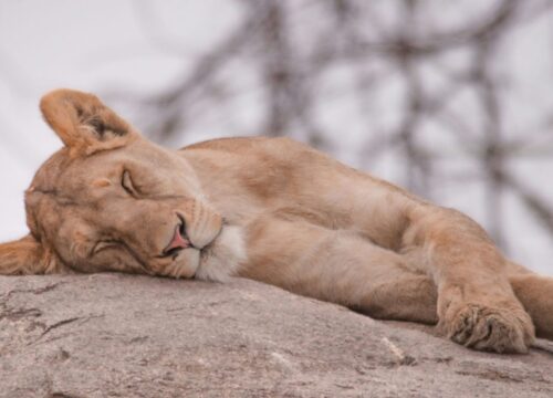 08 DAYS TANZANIA LUXURY TOUR