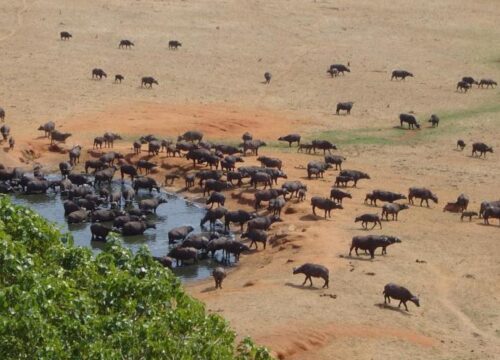 02 DAYS PRIVATE LUXURY SAFARI IN KENYA