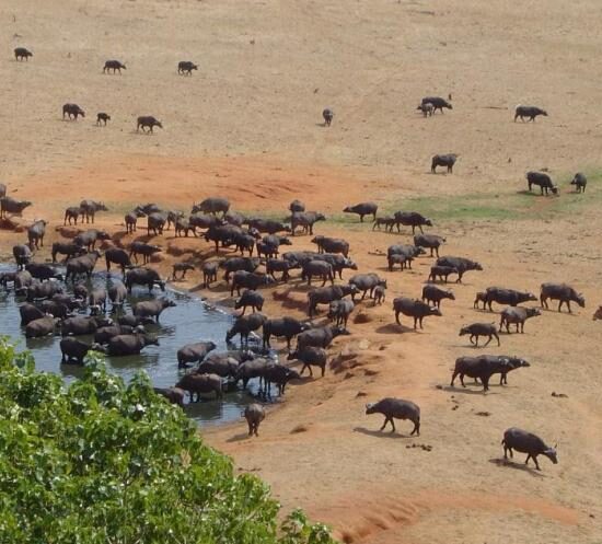 02 DAYS PRIVATE LUXURY SAFARI IN KENYA