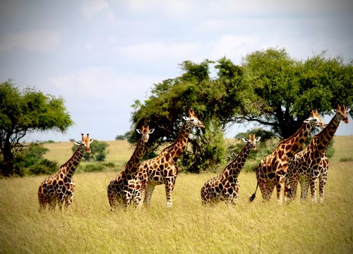 5 DAYS MERU AND SAMBURU NATIONAL PARK PRIVATE KENYA SAFARI TOURS