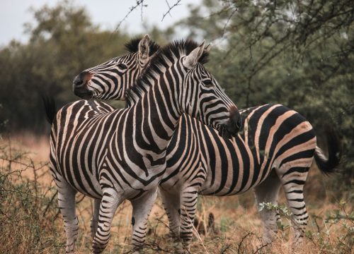 06 DAYS KENYA LUXURY SAFARI